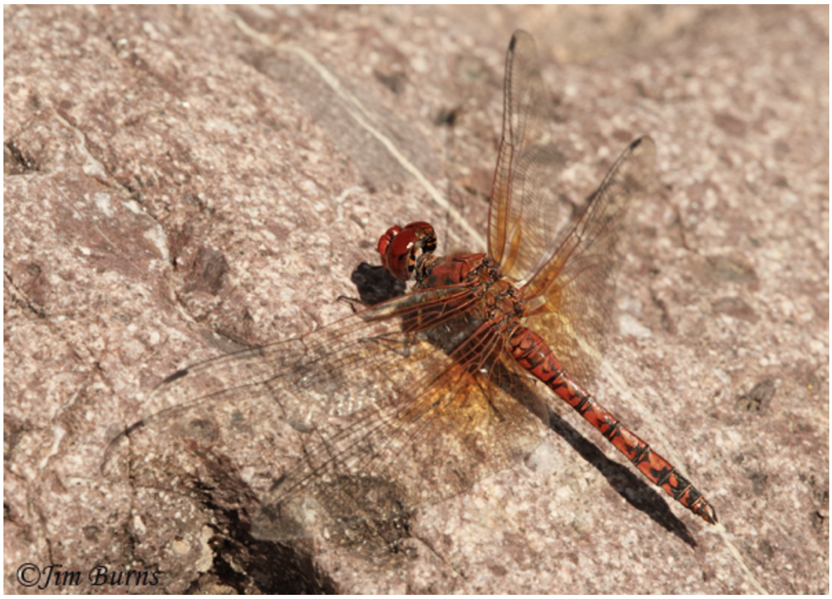 Species of the Month — Dragonfly Society of the Americas